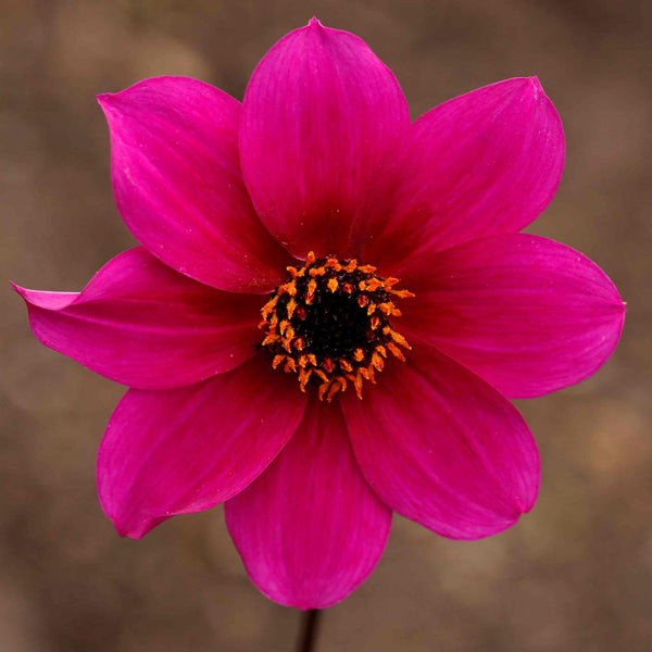 Dahlia Plant 'Mystic Wizard'