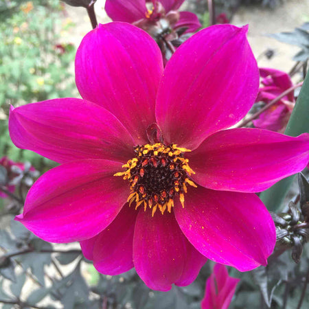 Dahlia Plant 'Mystic Wizard'