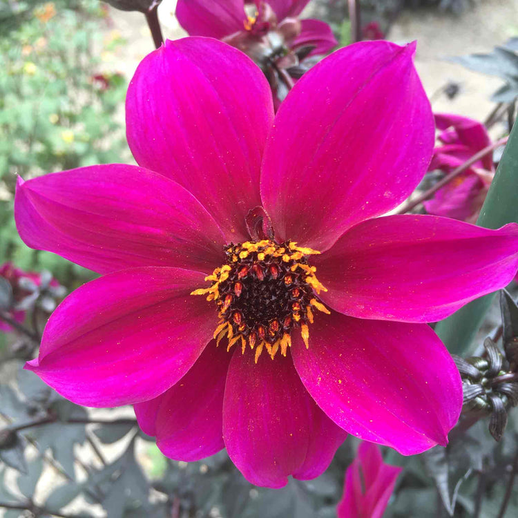 Dahlia Plant 'Mystic Wizard'