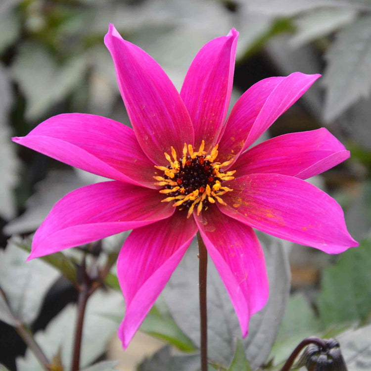 Dahlia Plant 'Mystic Wizard'