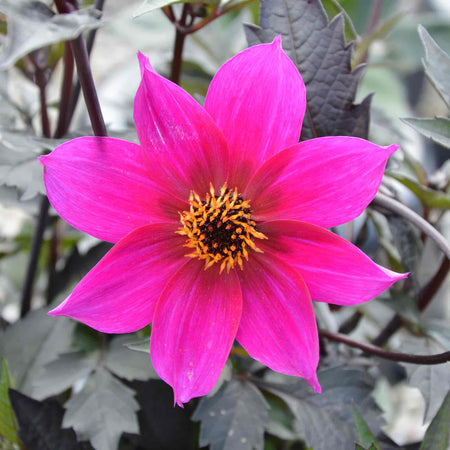 Dahlia Plant 'Mystic Wizard'