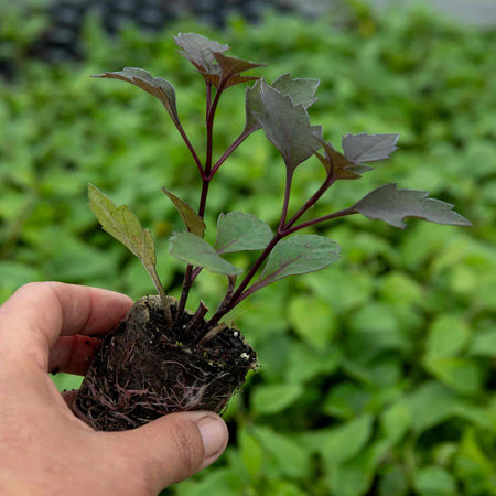 Dahlia Plant 'Mystic Wizard'