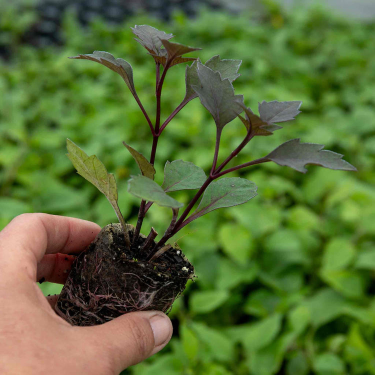 Dahlia Plant 'Mystic Wizard'