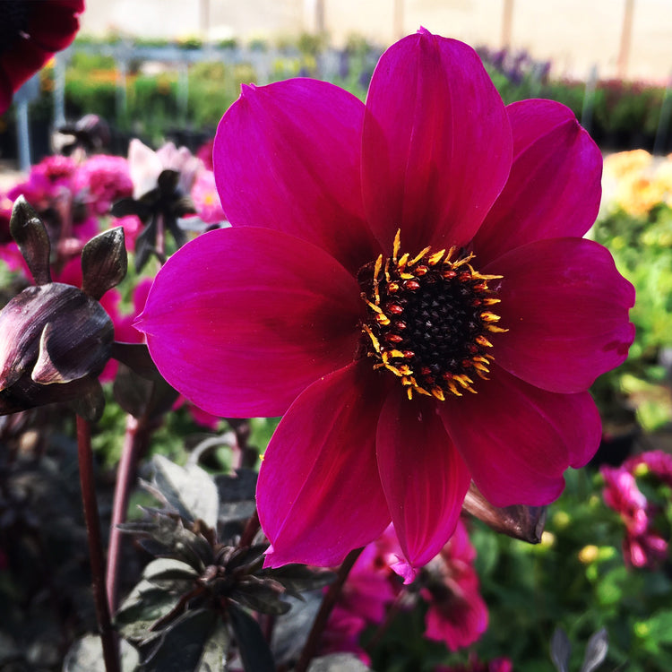 Dahlia Plant 'Mystic Wizard'