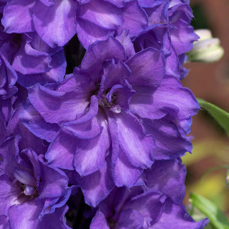 Delphinium Plant 'Delgenius Breezin'