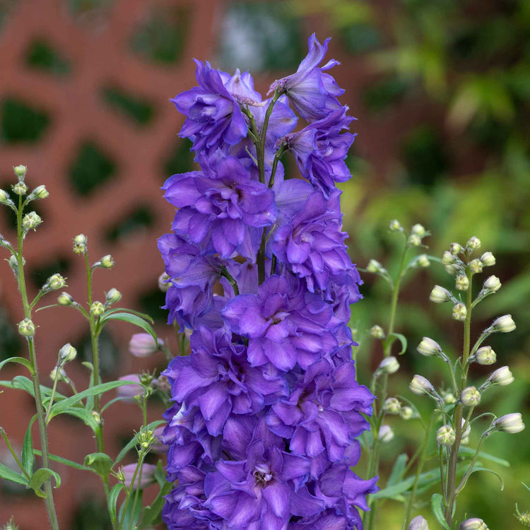 Delphinium Plant 'Delgenius Breezin'