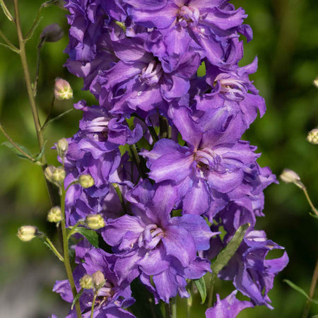 Delphinium Plant 'Delgenius Breezin'