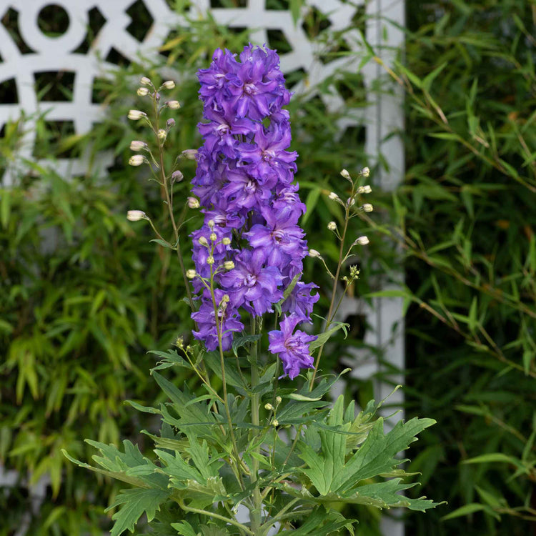 Delphinium Plant 'Delgenius Breezin'