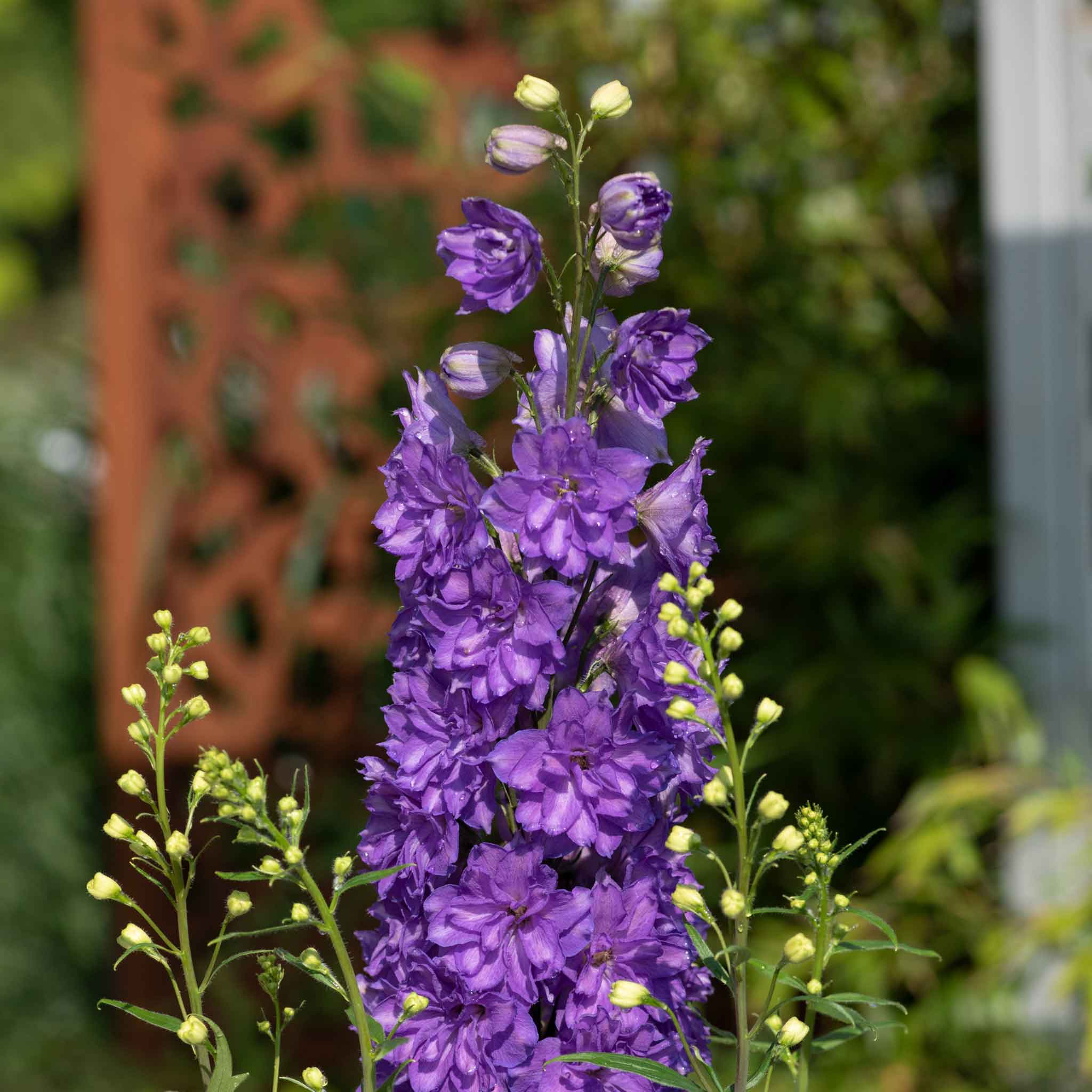 Delphinium Plant 'Delgenius Breezin' | Marshalls Garden