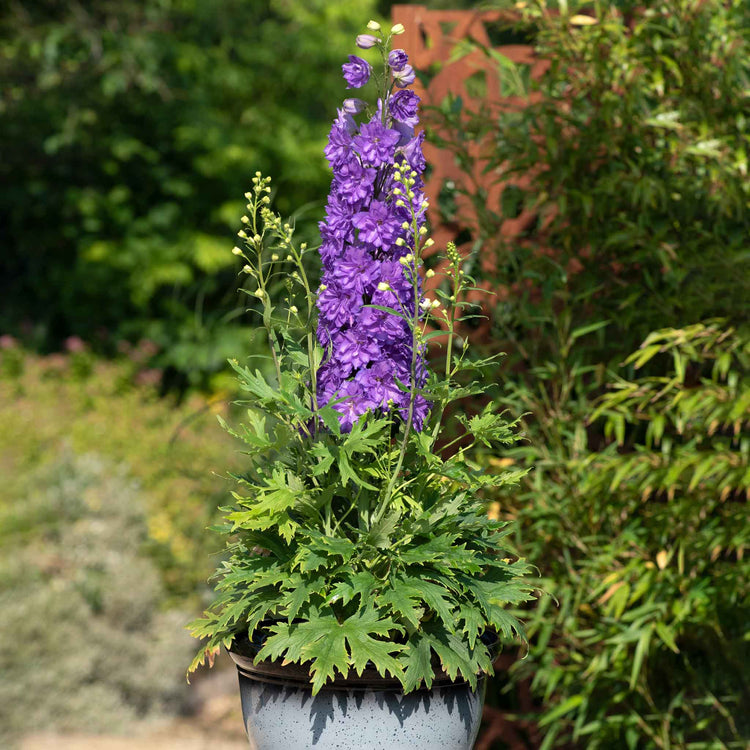 Delphinium Plant 'Delgenius Breezin'