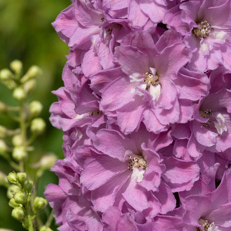 Delphinium Plant 'Delgenius Juliette'