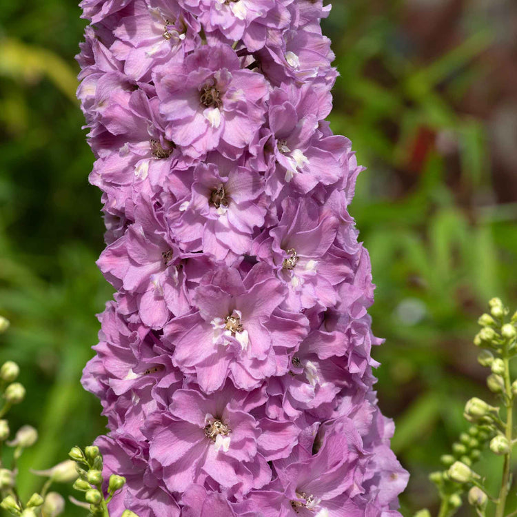 Delphinium Plant 'Delgenius Juliette'