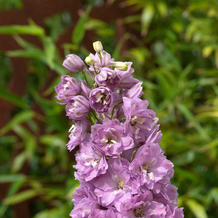 Delphinium Plant 'Delgenius Juliette'