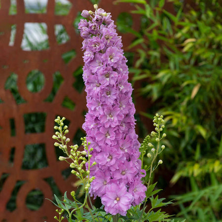 Delphinium Plant 'Delgenius Juliette'