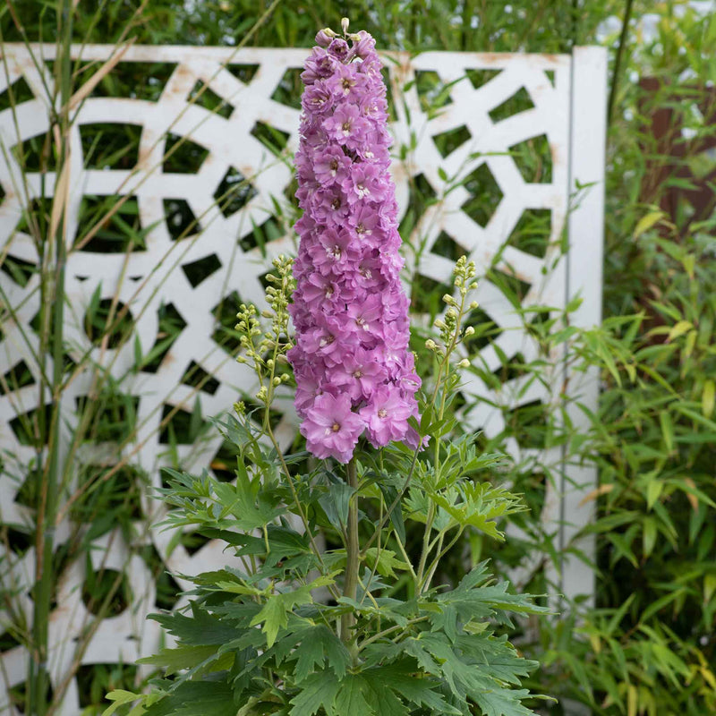 Delphinium Plant 'Delgenius Juliette'