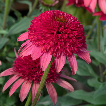 Echinacea Plant 'Sunny Days Ruby'