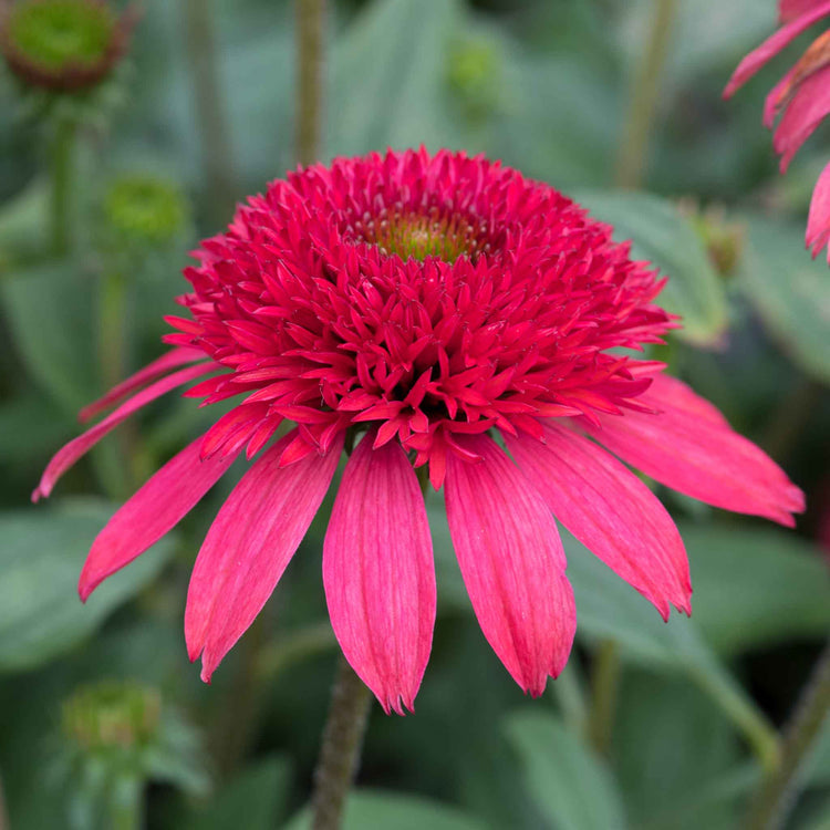 Echinacea Plant 'Sunny Days Ruby'