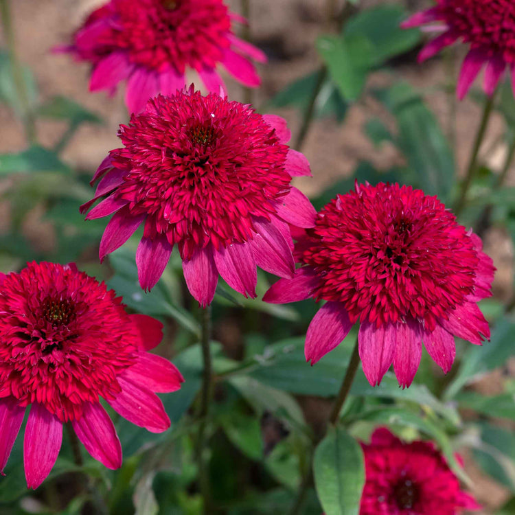 Echinacea Plant 'Sunny Days Ruby'