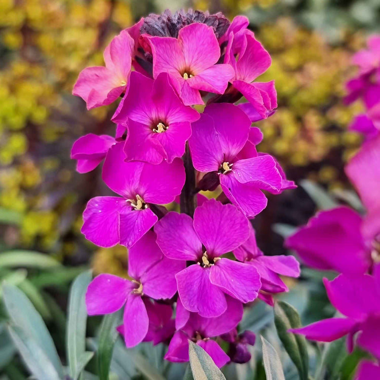 Erysimum Plant 'Colour Vibe Purple'