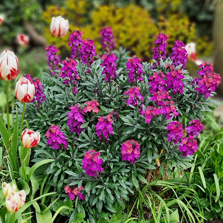 Erysimum Plant 'Colour Vibe Purple'