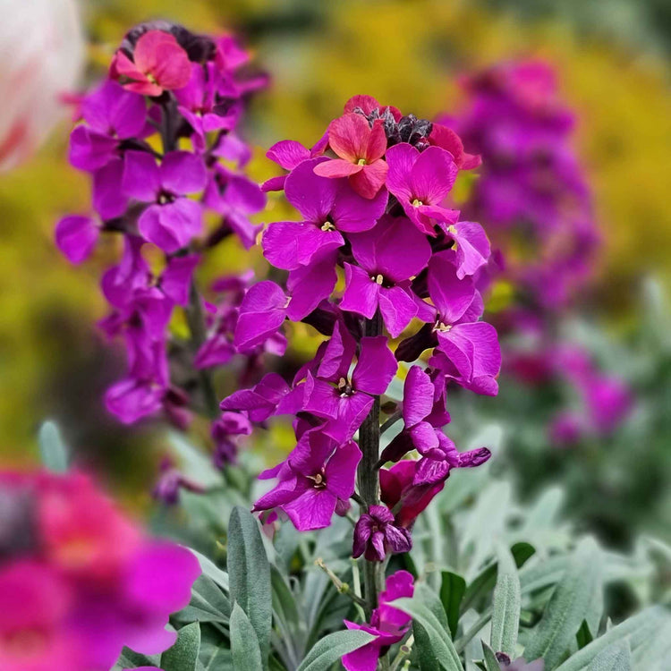 Erysimum Plant 'Colour Vibe Purple'