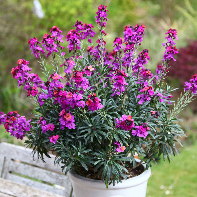 Erysimum Plant 'Colour Vibe Purple'