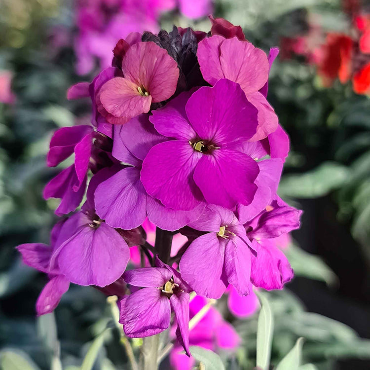 Erysimum Plant 'Colour Vibe Purple'