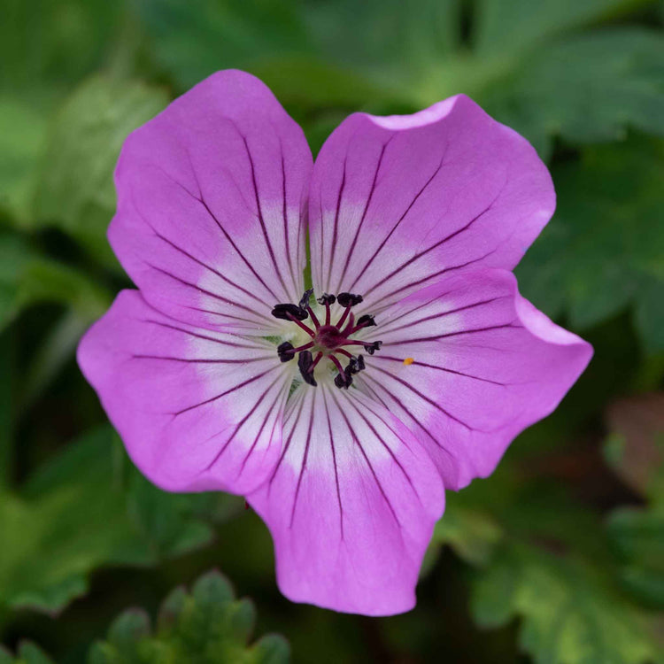 Geranium Plant 'Kelly-Anne'