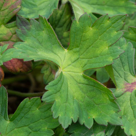 Geranium Plant 'Kelly-Anne'