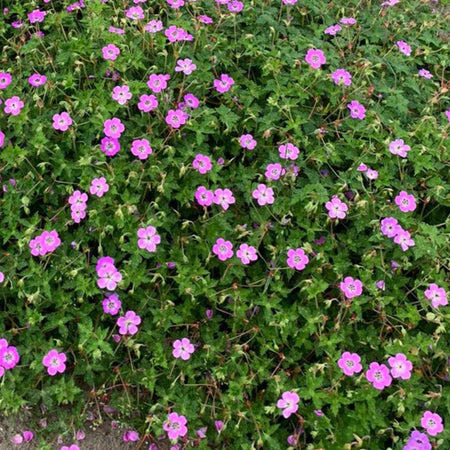 Geranium Plant 'Kelly-Anne'