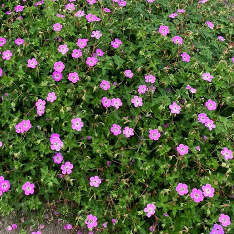 Geranium Plant 'Kelly-Anne'