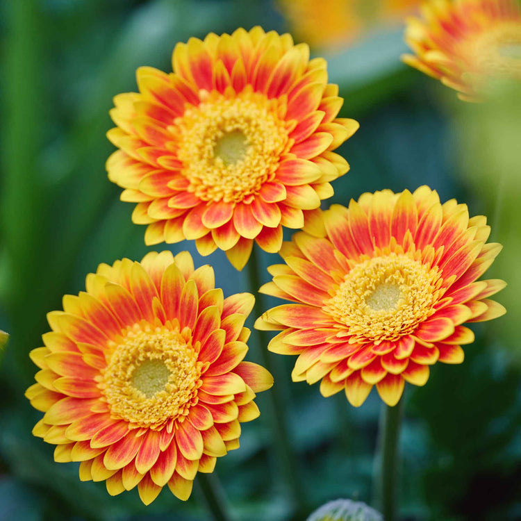 Gerbera Plant 'Garvinea Sweet Blaze'