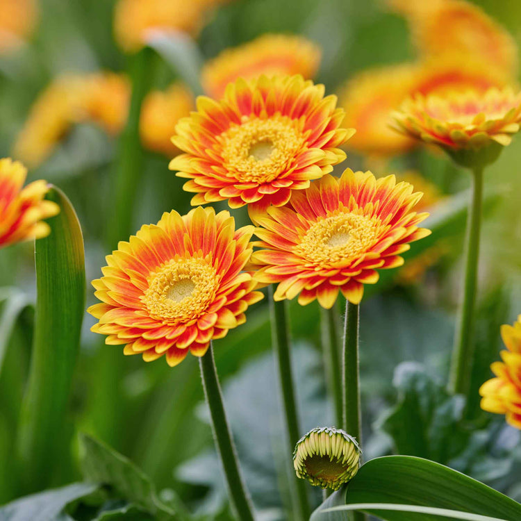 Gerbera Plant 'Garvinea Sweet Blaze'