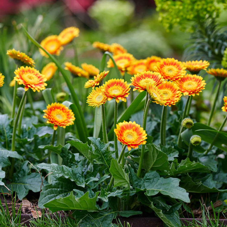 Gerbera Plant 'Garvinea Sweet Blaze'