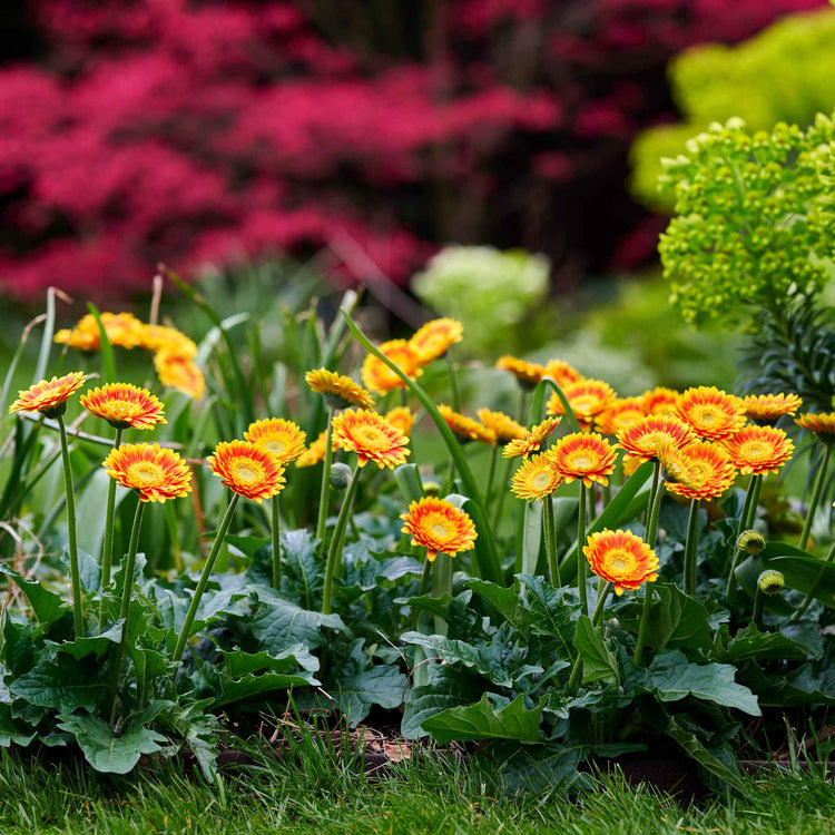 Gerbera Plant 'Garvinea Sweet Blaze'