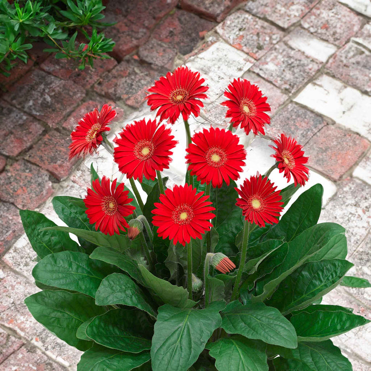 Gerbera Plant 'Garvinea Sweet Love'