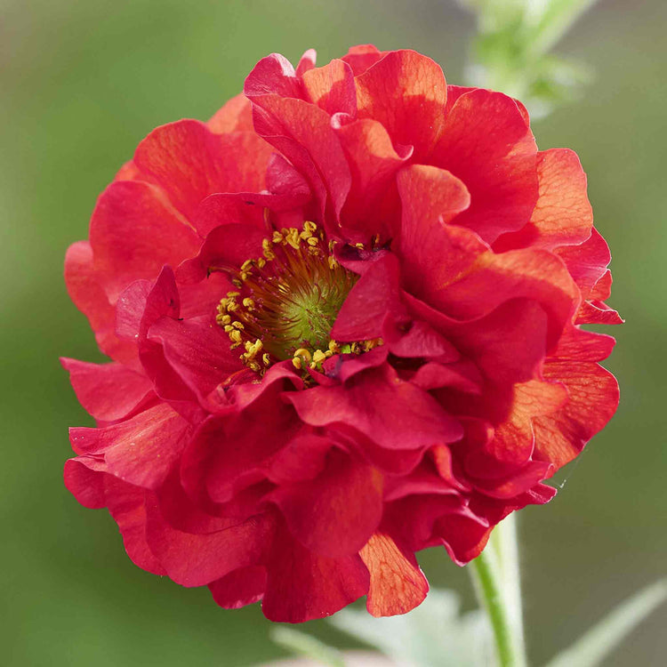 Geum Plant 'Firestarter'