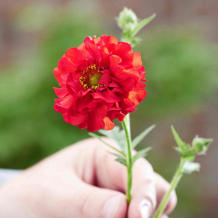 Geum Plant 'Firestarter'