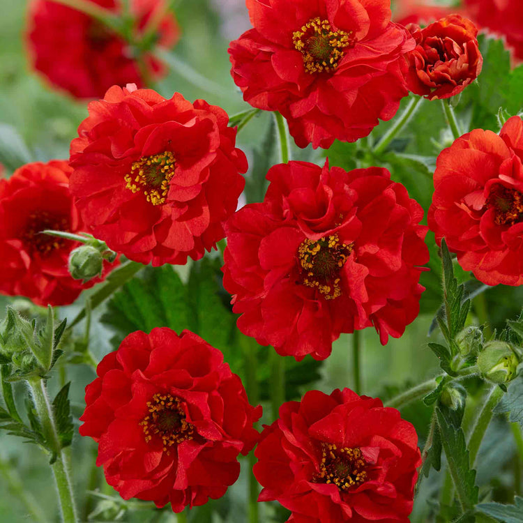 Geum Plant 'Firestarter'