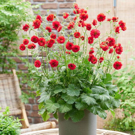 Geum Plant 'Firestarter'