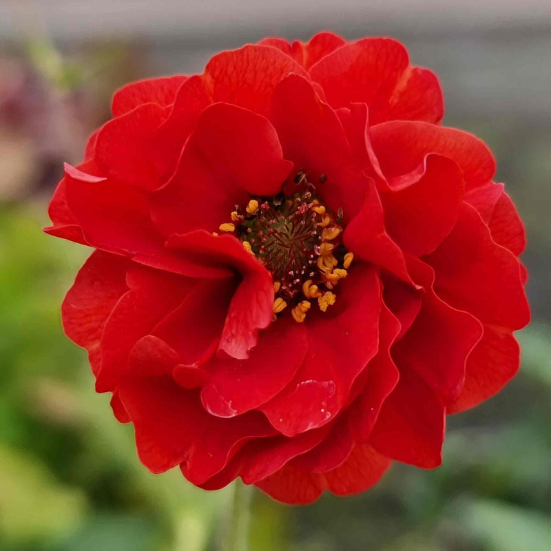 Geum Plant 'Firestarter'