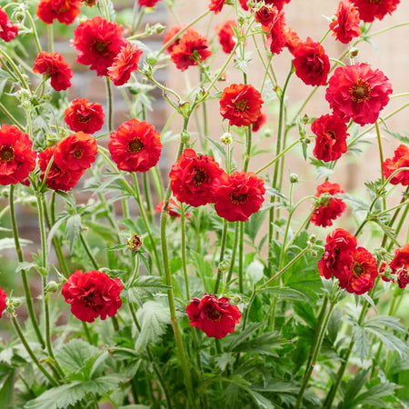 Geum Plant 'Firestarter'