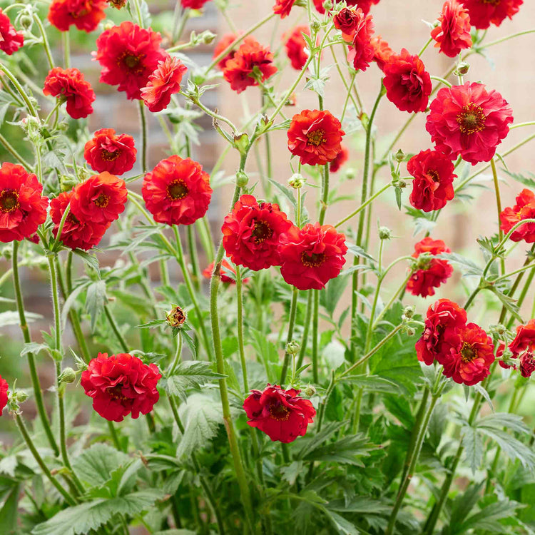 Geum Plant 'Firestarter'