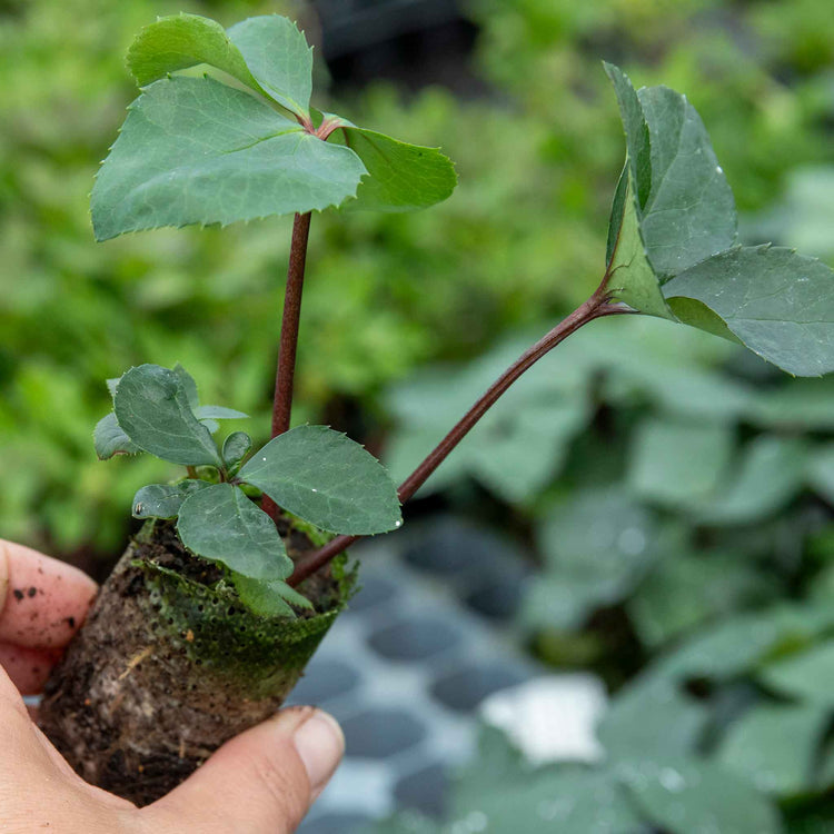 Hellebore Collection