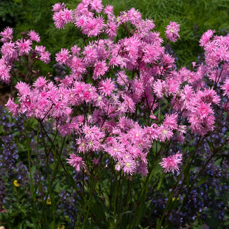 Lychnis Plant 'Petite Jenny'