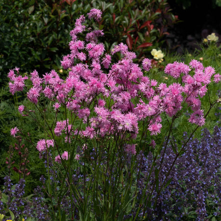 Lychnis Plant 'Petite Jenny'