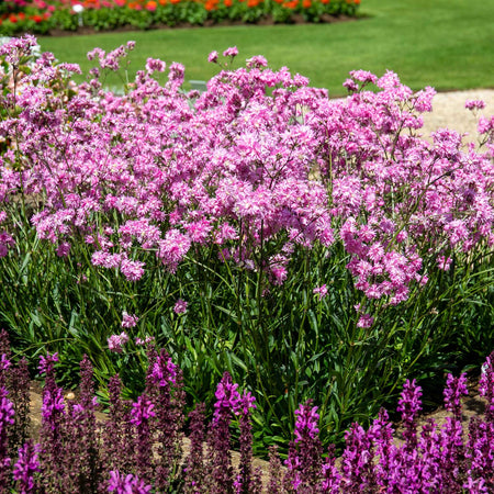 Lychnis Plant 'Petite Jenny'