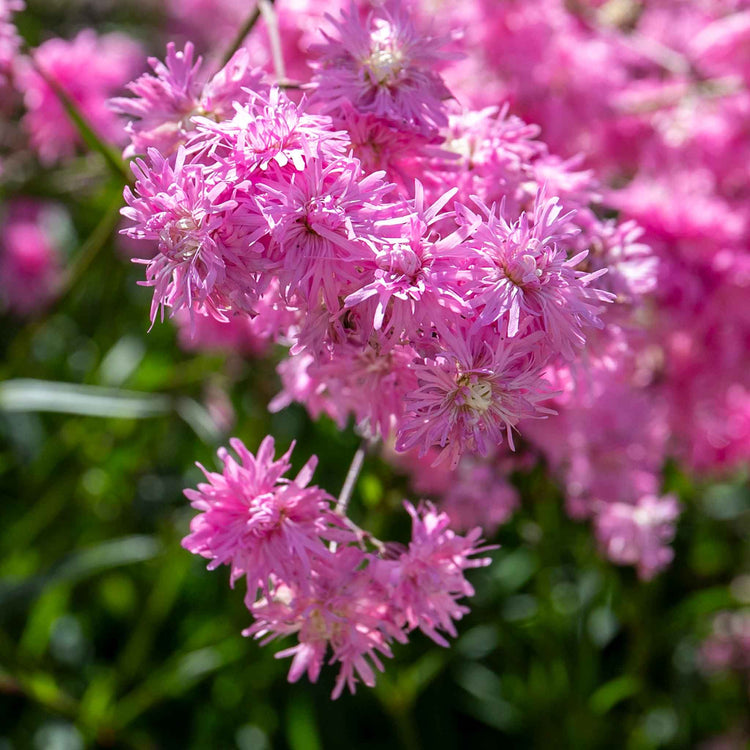 Lychnis Plant 'Petite Jenny'