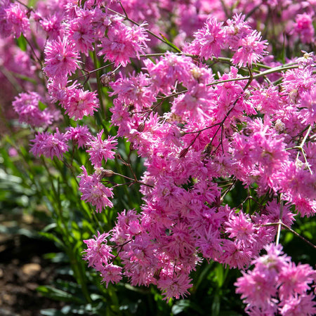 Lychnis Plant 'Petite Jenny'