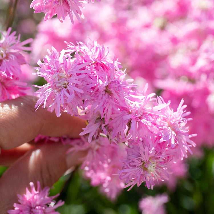 Lychnis Plant 'Petite Jenny'